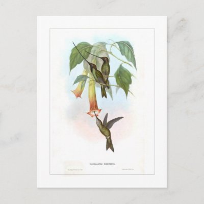 Hummingbird Postcards