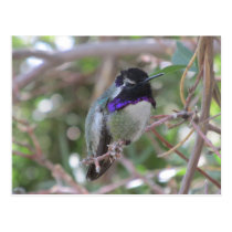 Hummingbird Postcard postcards