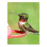 Hummingbird Postcard