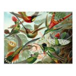Hummingbird Postcard