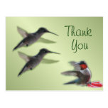 Hummingbird Postcard Thank You or any occasion