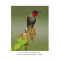 Hummingbird posters by bpmcwill Hummingbird posters