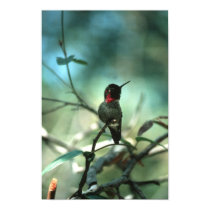 hummingbird posters