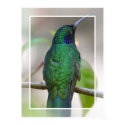 Hummingbird posters