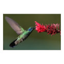 Hummingbird posters by SweetRascal Hummingbird posters