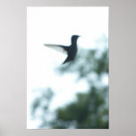 Hummingbird Poster