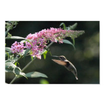 hummingbird poster posters