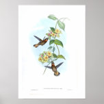 Hummingbird posters