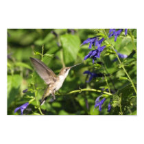 hummingbird poster 2 posters