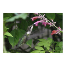 hummingbird poster 3 posters