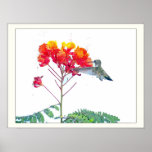 Hummingbird Print