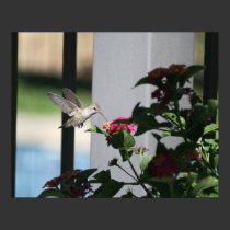 "Hummingbird" posters