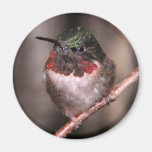 Hummingbird / Round Magnet