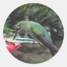 Hummingbird Round Sticker