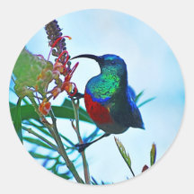 Hummingbird ruby throated sticker