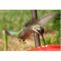 Hummingbird Sculpture photo sculptures by patcallum Hummingbird Sculpture photo sculptures
