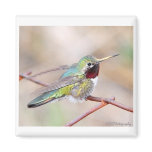 Hummingbird Series Magnet