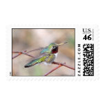 Hummingbird Series - Postage Stamp