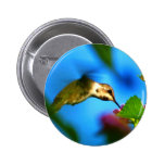 Hummingbird Sipping