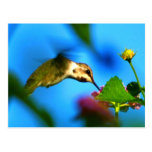 Hummingbird Sipping Post Cards