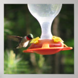 Hummingbird Sipping posters