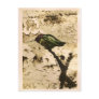 hummingbird sits postcard
