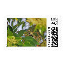 Hummingbird Sitting in a Privet Tree Postage