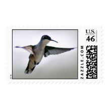 Hummingbird Stamp