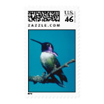 Hummingbird Stamp