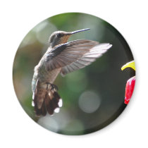 Hummingbird, standard magnet