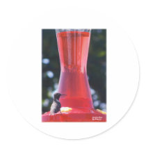 HummingBird Round Stickers