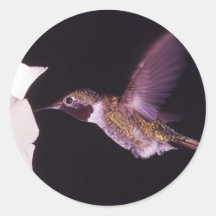 Hummingbird Sticker