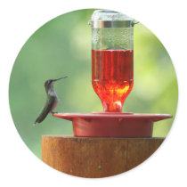 Hummingbird stickers