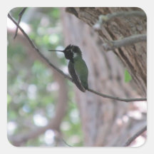 Hummingbird Stickers