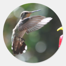 Hummingbird, stickers
