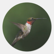 Hummingbird Stickers