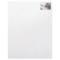 Hummingbird Sticking Out Tongue Customized Letterhead