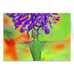Hummingbird, Straight Up Cards