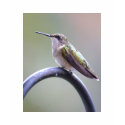 hummingbird T-Shirt girl by bbug123 hummingbird T-Shirt girl