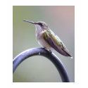 Hummingbird T-Shirt ladies by bbug123 Hummingbird T-Shirt ladies