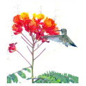 Hummingbird Top t-shirts