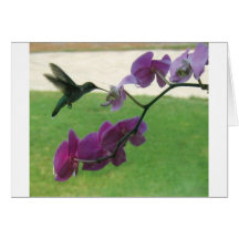 Hummingbird with Orchid Greeting Cards