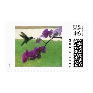 Hummingbird with Orchid Postage Stamps