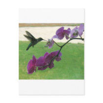 Hummingbird with Orchid postcards
