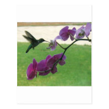 Hummingbird with Orchid Postcard