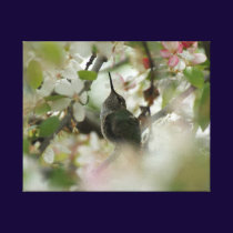 Hummingbird Wrapped Canvas Gallery Wrapped Canvas