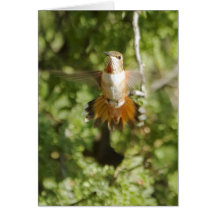 Hummingbirds411 Card