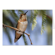 Hummingbirds 136 card