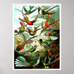 Hummingbirds 1904 by Ernst Haeckel. Posters