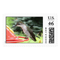 Hummingbirds 2005_0771 postage